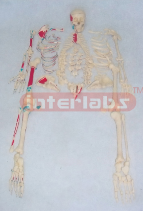 BIG ADULT RIGHT MUSCLE PAINTED, FULL DISARTICULATED SKELETON MODEL